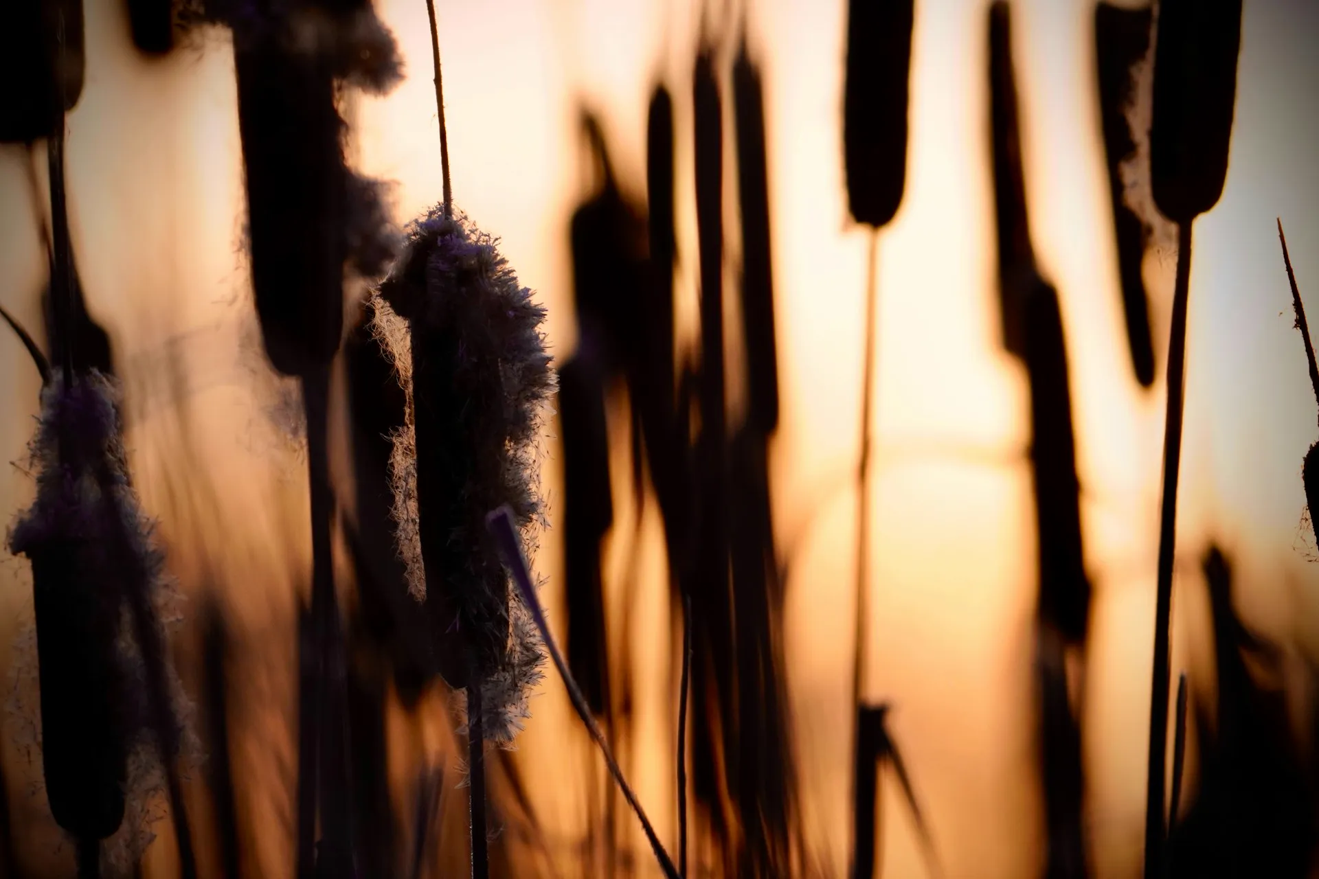 Lowcountry landscape