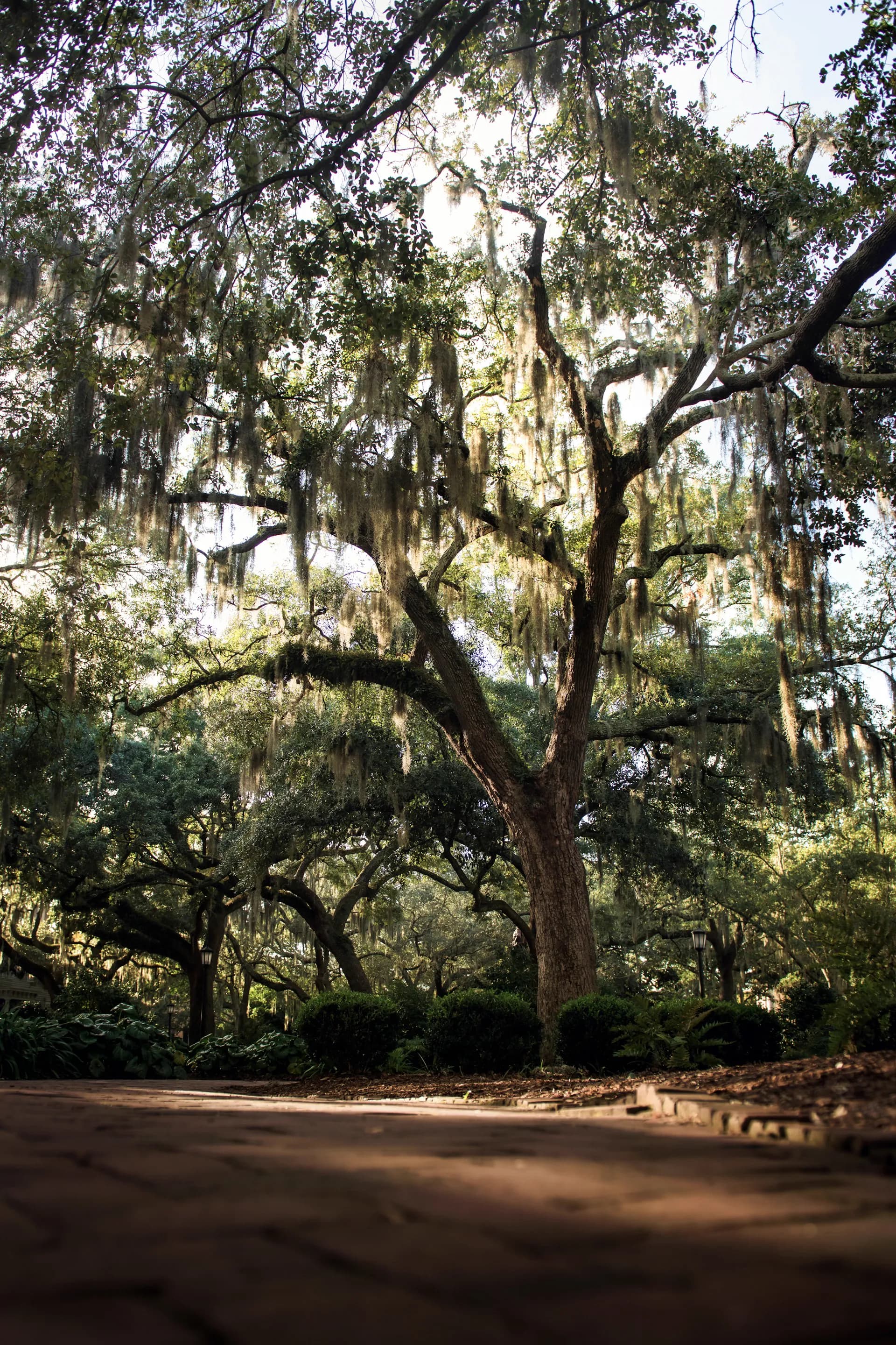 Spanish moss draped on Lowcountry live oaks